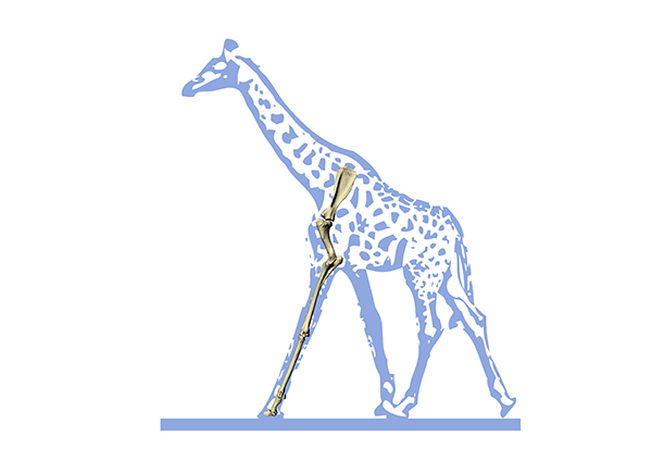 Musculoskeletal models reveal the impact of giraffe's long